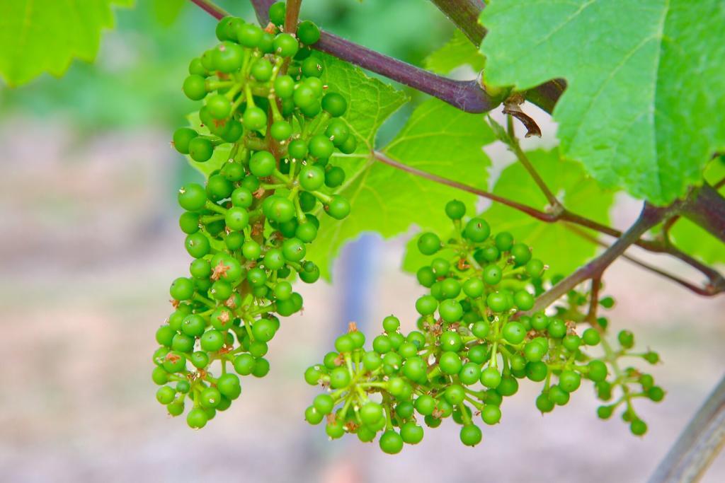 Hotel Weingut Bastian Brauneberg Zewnętrze zdjęcie